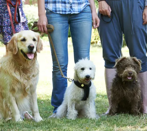 Three dogs sitting and ready to be trained.